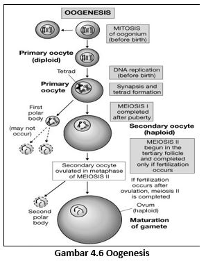 Sitokinesis yang terjadi pada pembelahan mitosis berlangsung pada fase