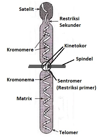 Gambar di berdasarkan letak adalah samping sentromernya pada kromosom 50+ Soal